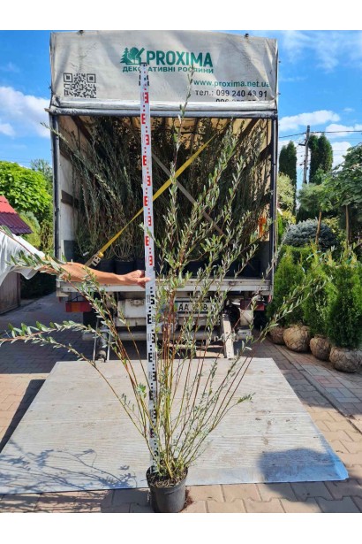 Ива пурпурная - 5л/вис.140-160 см/Ø 80-100 см